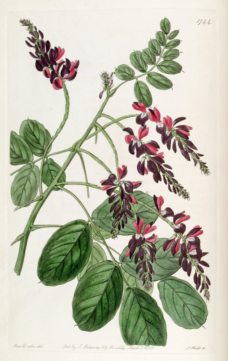Indigofera atropurpurea autorstwa Unbekannt
