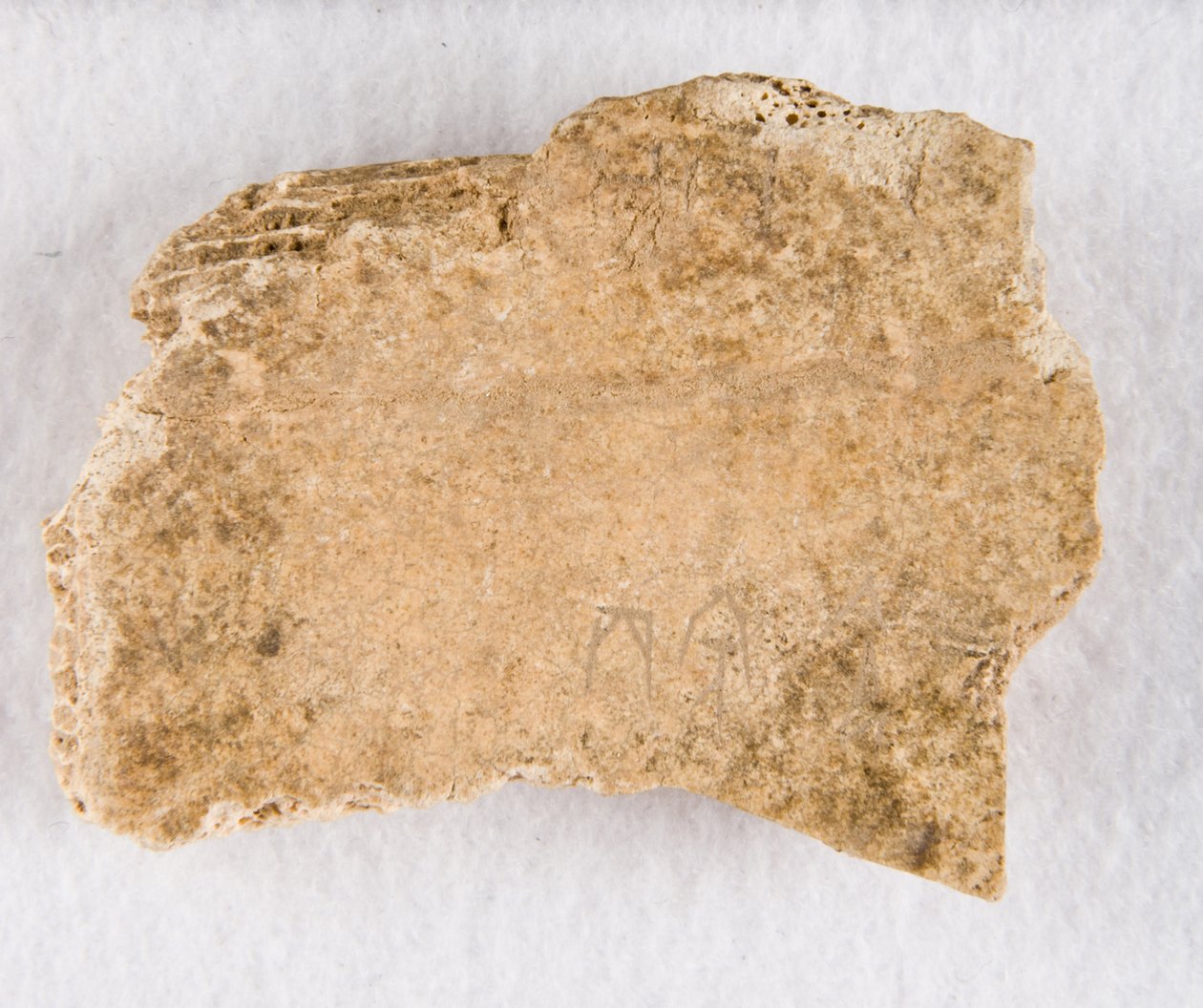 Wpisany fragment kości kości wyroczni, późna dynastia Shang, ca. 1300-1050 p.n.e. autorstwa Unbekannt