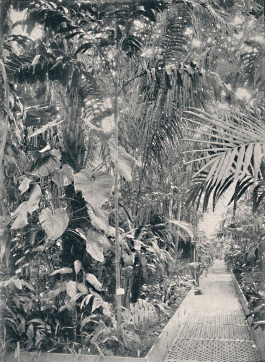 Wnętrze Wielkiej Palmiarni, Kew Gardens, 1904 autorstwa Unbekannt