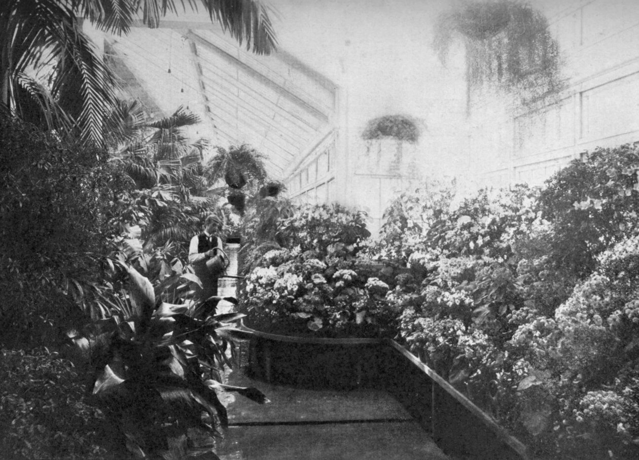 Wnętrze szklarni Białego Domu, Waszyngton DC, USA, 1908 autorstwa Unbekannt