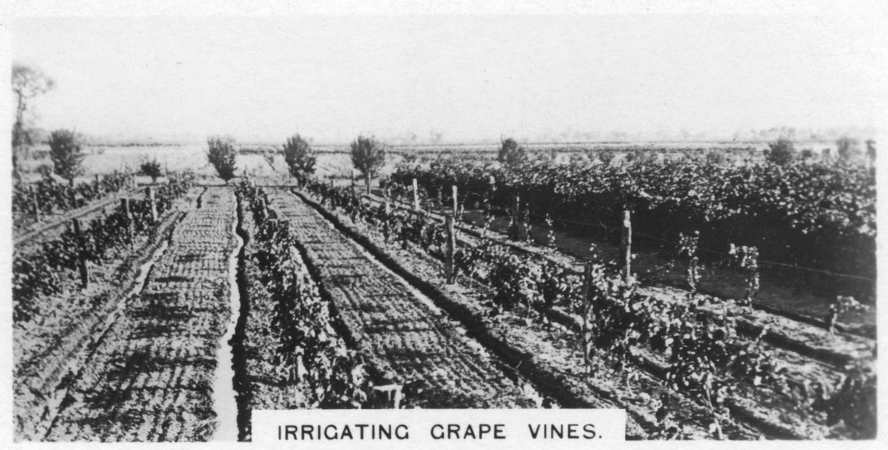 Nawadnianie winorośli, Australia, 1928 autorstwa Unbekannt