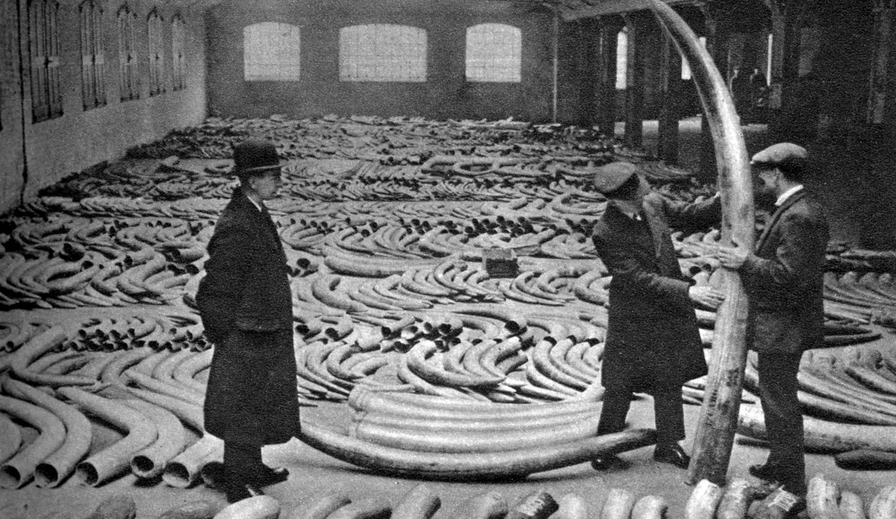 Przesyłka z kości słoniowej, Royal Albert Dock, Londyn, 1926-1927 autorstwa Unbekannt