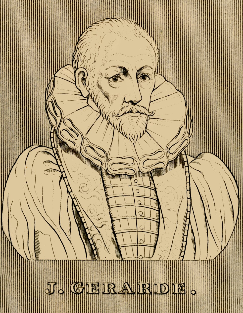 J. Gerarde, c1545-1612, 1830. autorstwa Unbekannt