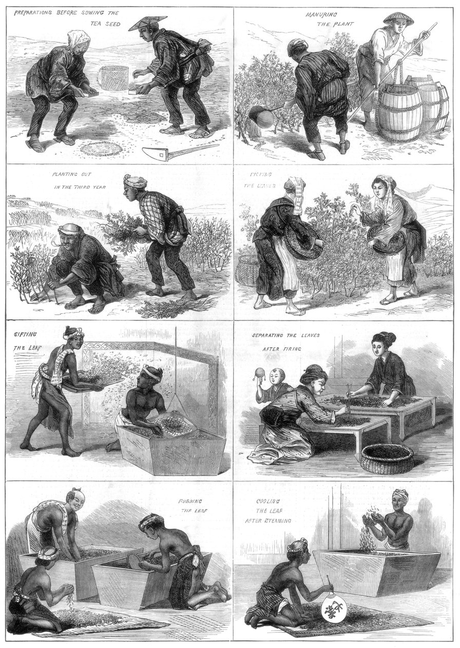 Japońska produkcja herbaty, 1874 autorstwa Unbekannt