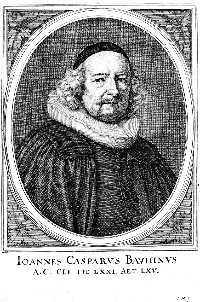 Jean Caspar Bauhin 1606-1659, szwajcarski lekarz i botanik autorstwa Unbekannt