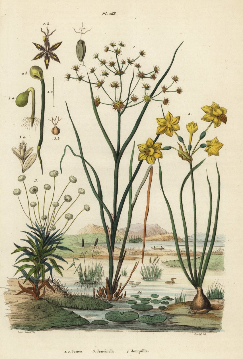 Szuwar stawowy, Juncus articulatus 1, goździk ropuchy, Juncus bufonius 2, pipewort, Paepalanthus dendroides 3 i żonkil szuwarowy, Narcissus jonquilla 4. Jones, Joncinelle, Jonquille autorstwa Unbekannt