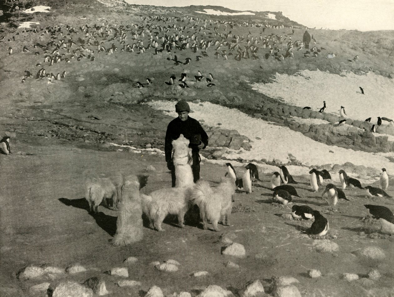 Joyce and the Dogs in the Penguin Rookery, c1908, 1909. autorstwa Unbekannt