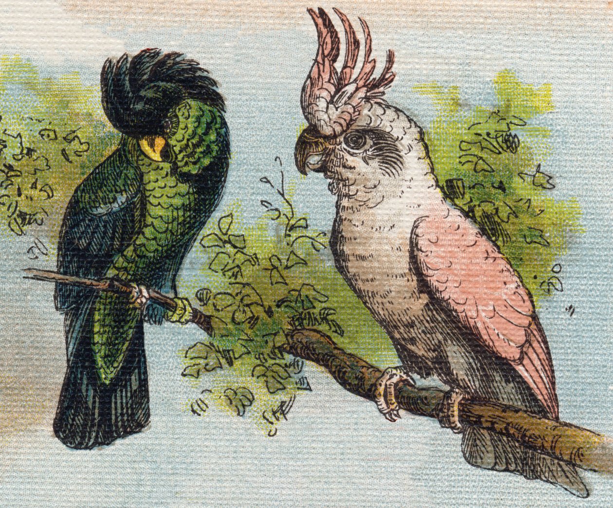 Kakato. Grawerowanie w "Alfabet de ma petite fille". Bernardin-Bechet i Fils, księgarz-wydawnictwo, Paryż, ok. 1895. Niezniszczalny album na płótnie. Bibliotheque des Bebes. 12 stron. Album zawierający sposób czytania i ilustracyjne abecedary. Ciemny: autorstwa Unbekannt