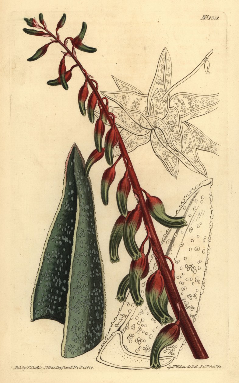 Gasteria kilowana, Gasteria carinata autorstwa Unbekannt
