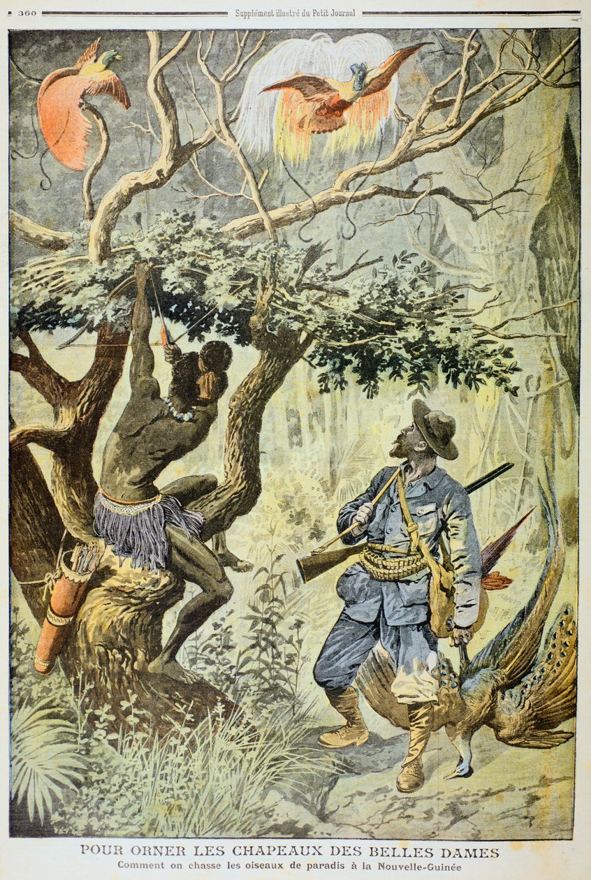 Zabijanie rajskich ptaków, Nowa Gwinea, 1908 autorstwa Unbekannt