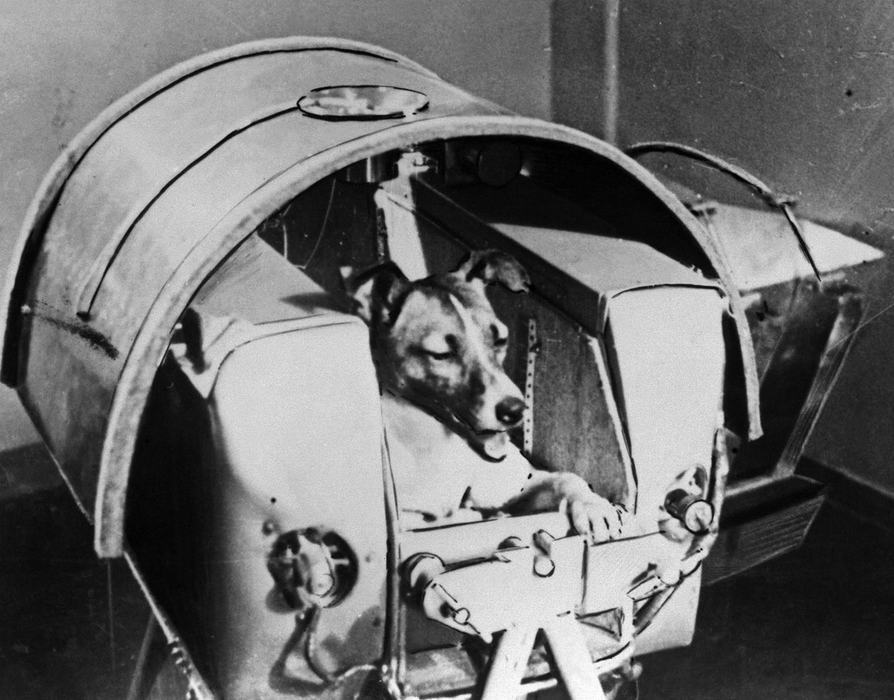 Łajka, rosyjski pies kosmonauta, 1957 autorstwa Unbekannt