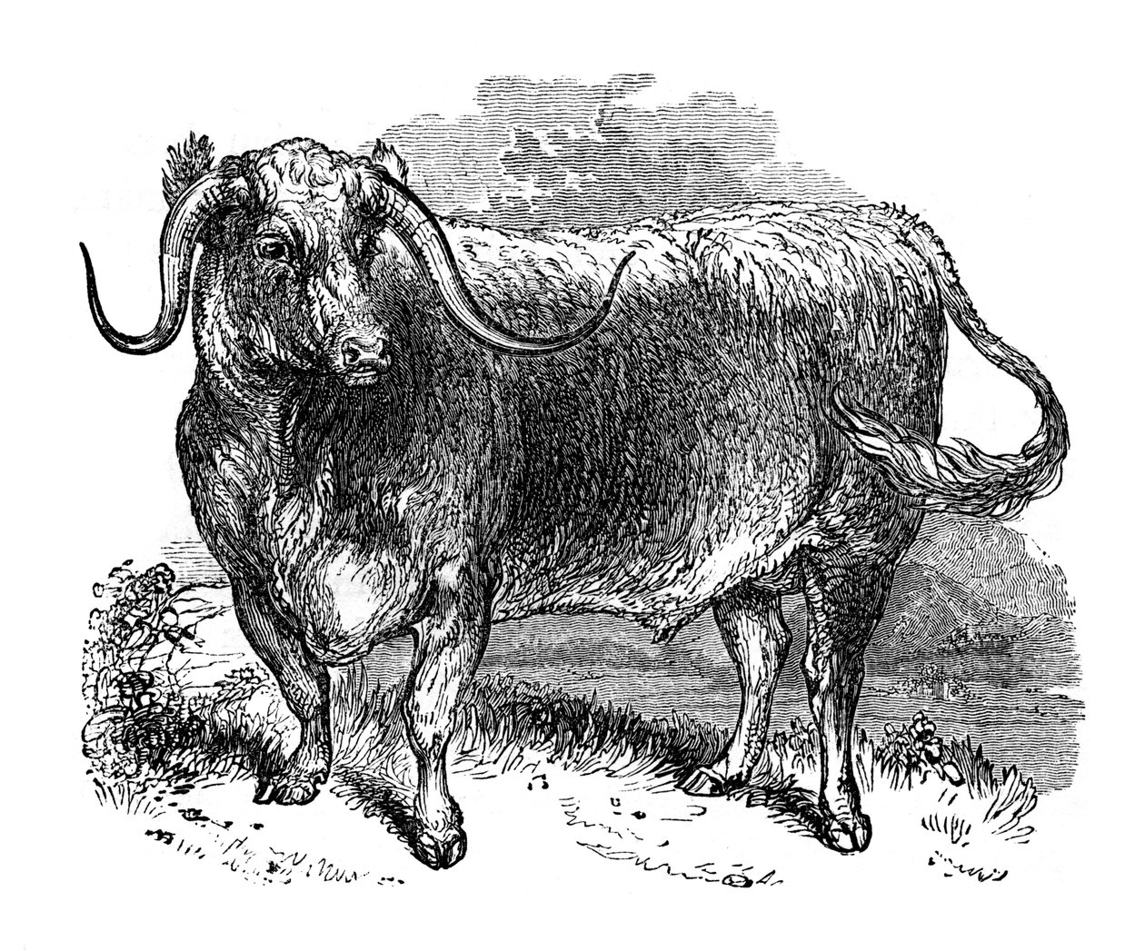 Wół z Lancashire, okaz ras długorogich, 1848 autorstwa Unbekannt