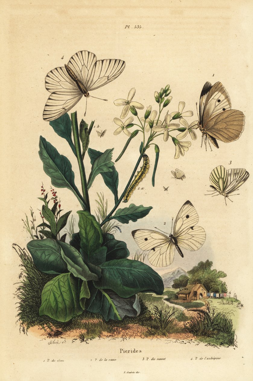 Duży biały, Pieris brassicae 1, mały biały, Pieris rapae 2, biały z zielonymi żyłkami, Pieris napi 3 i biały z czarnymi żyłkami, Aporia crataegi 4. Motyle Pierid autorstwa Unbekannt
