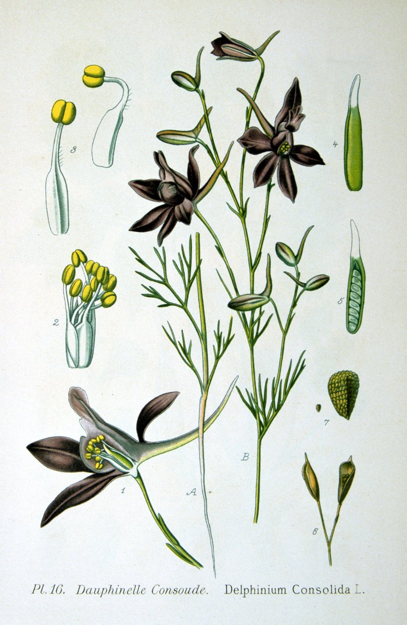 Ostróżka, 1893 autorstwa Unbekannt