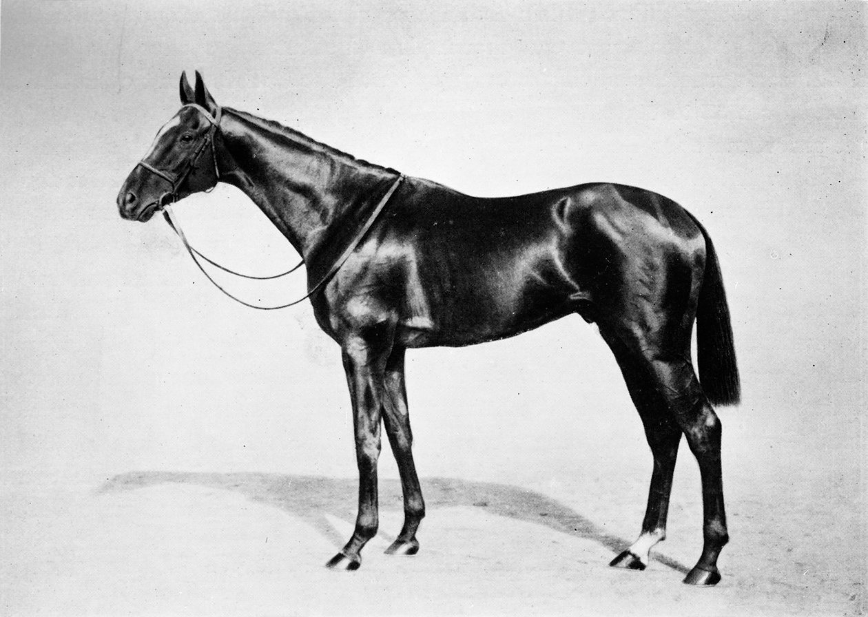 Lemberg, 1911 autorstwa Unbekannt