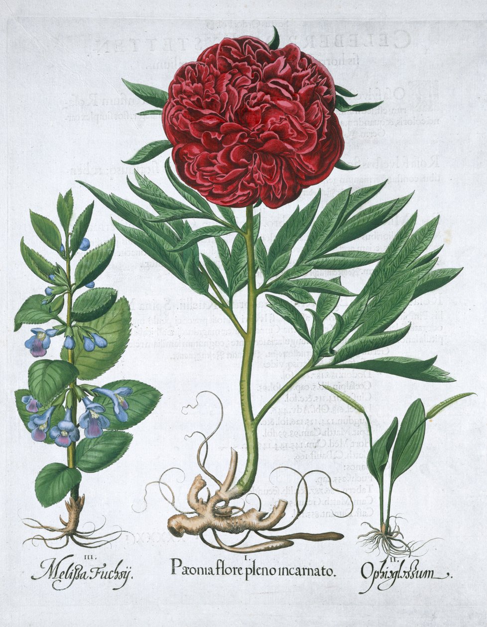 Melisa, piwonia i paproć żmijowa, 1613 autorstwa Unbekannt