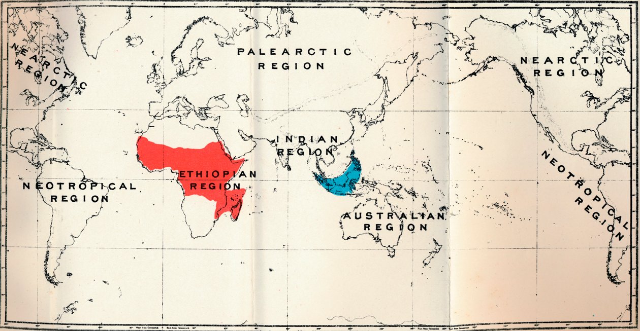 Lemuroidea - II. Mapa przedstawiająca rozmieszczenie Tarsiidae Blue i Galaginae Red, 1897 autorstwa Unbekannt