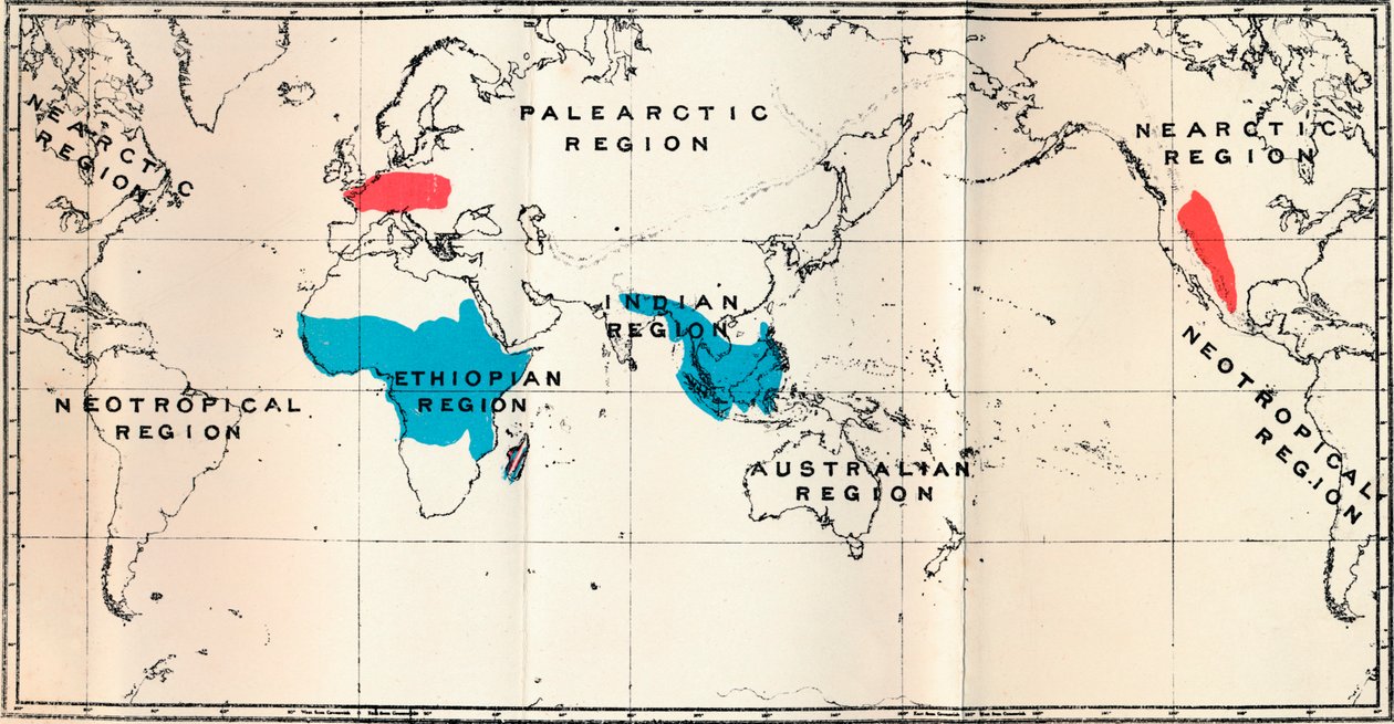 Lemuroidea - I. Mapa pokazująca rozmieszczenie Living Blue i Fossil Red, 1897 autorstwa Unbekannt