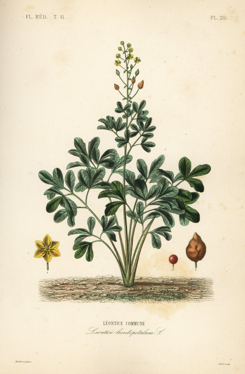 Leontice, Leontice leontopetalum, gmina Leontice autorstwa Unbekannt