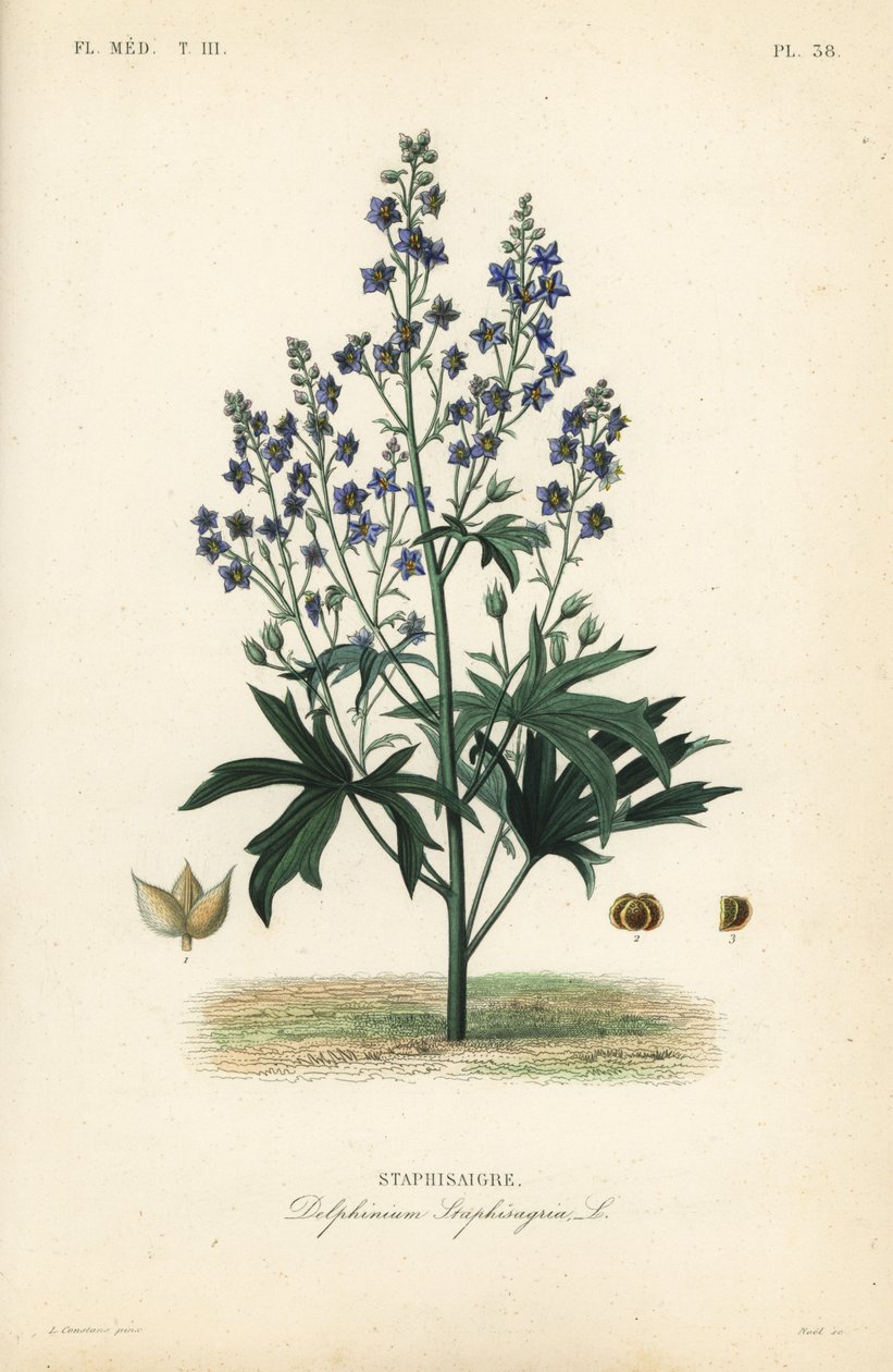 Like-Bene i Stavessere, Delphinium Staphysagriae, Staphysagri autorstwa Unbekannt