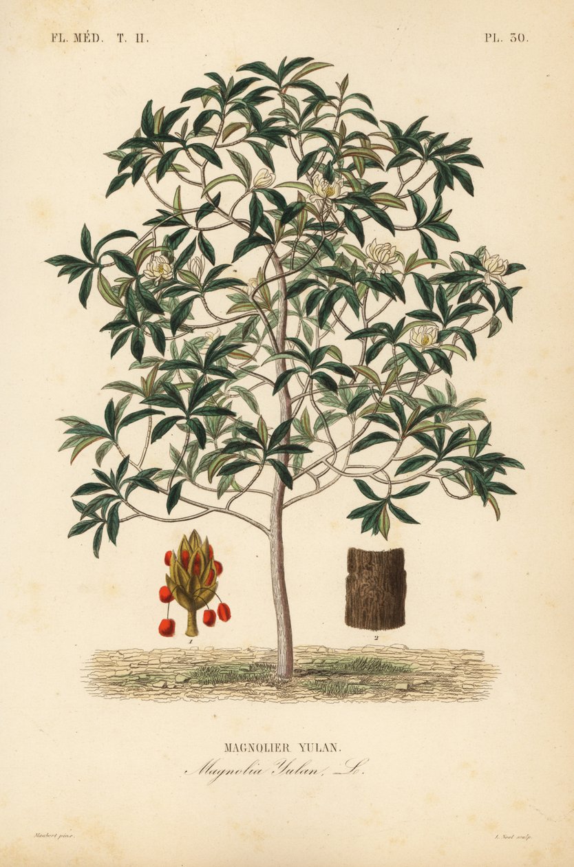 Lilytree lub Yulan magnolia, Magnolia denudata, Magnolia yulan, Magnolier yulan autorstwa Unbekannt
