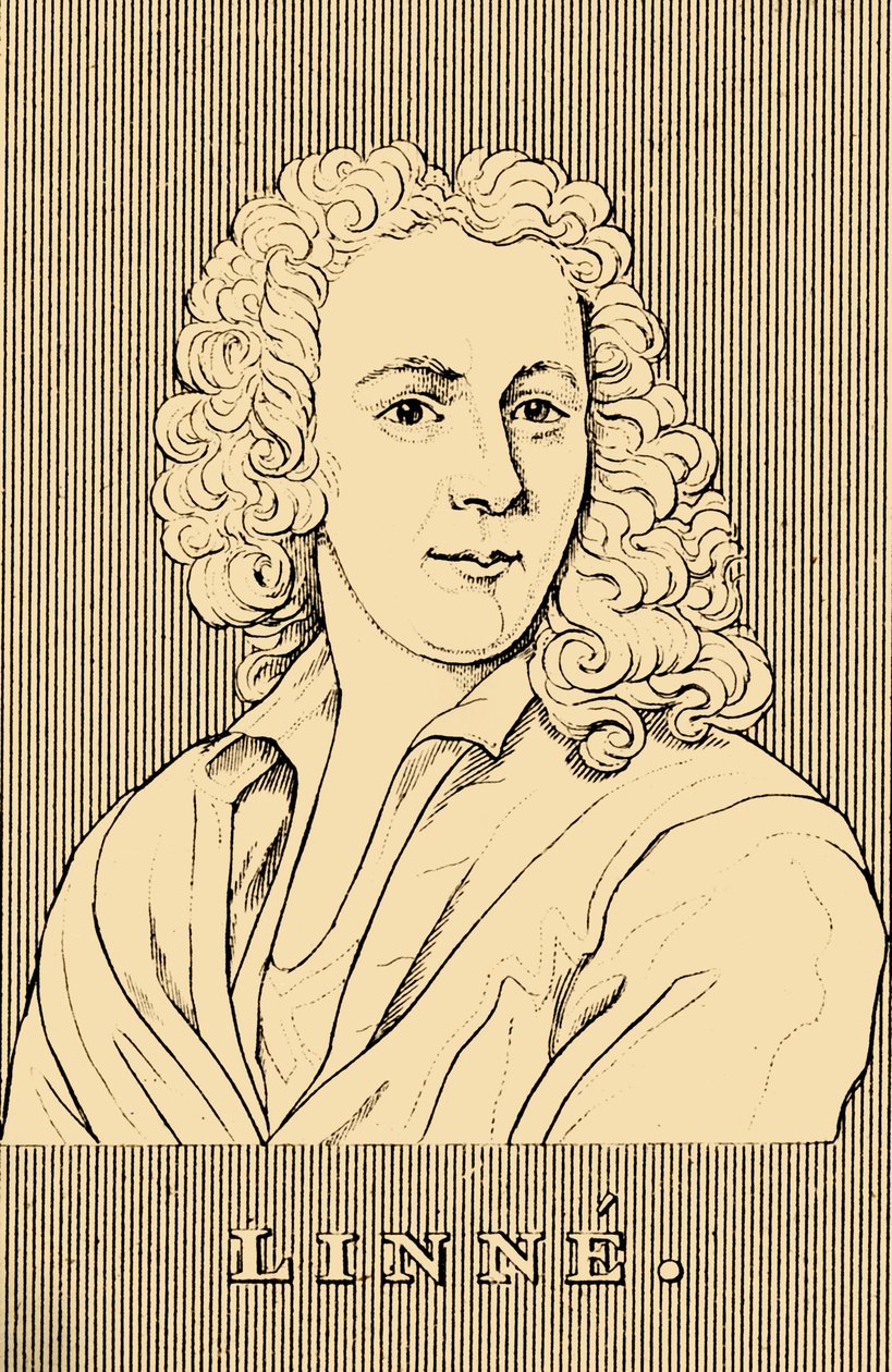 Linne, 1707-1778, 1830. autorstwa Unbekannt