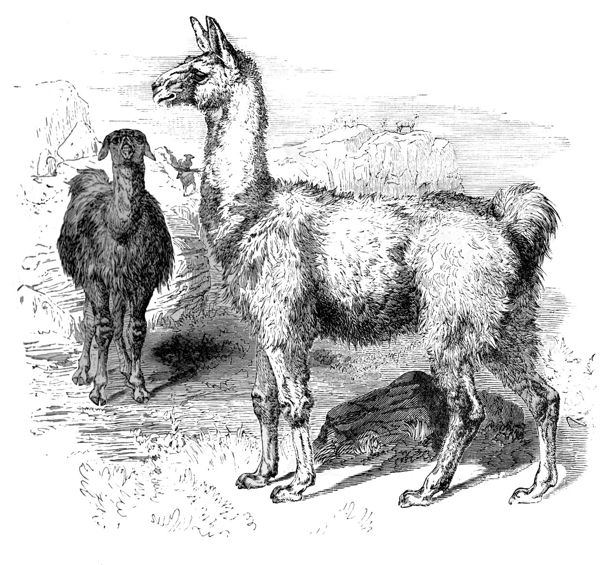 Płomienie, ok. 1880 autorstwa Unbekannt