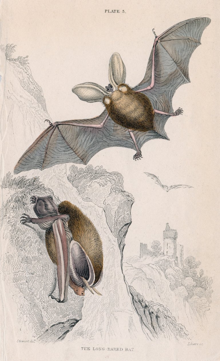 Gacek Plectorus auritus, 1828 autorstwa Unbekannt
