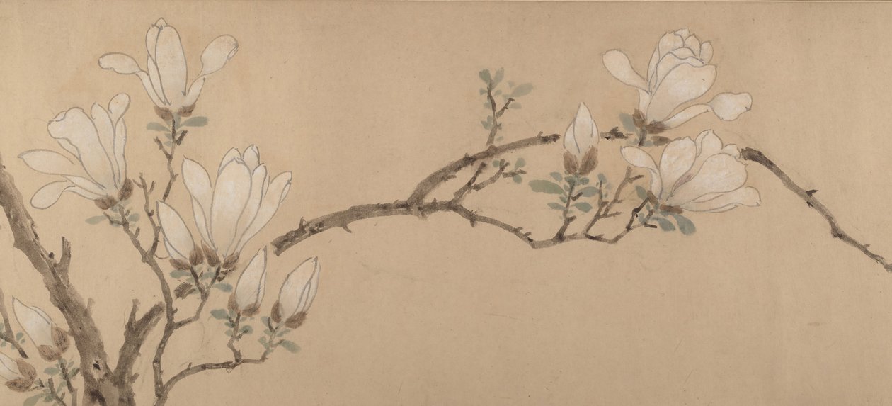 Magnolia, dat. 1549. autorstwa Unbekannt