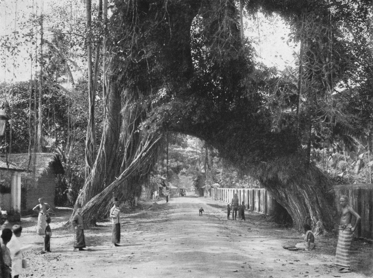 Malownicze stare drzewo figowe Ficus indica na drodze Colombo-Galle w pobliżu Kalutary, 1926 autorstwa Unbekannt