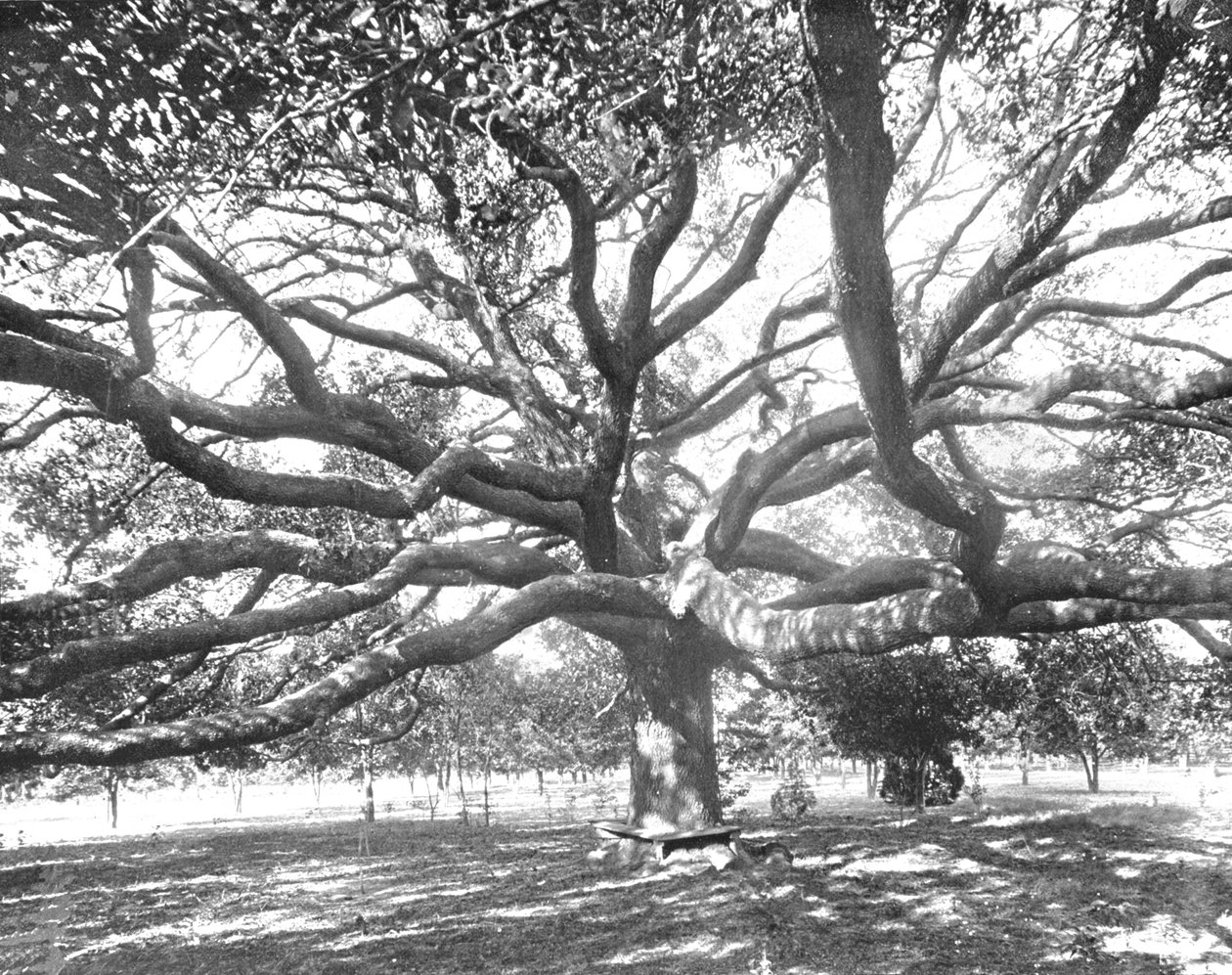 Mammoth Live Oak, niedaleko Jacksonville, Floryda, USA, ok. 1900. autorstwa Unbekannt
