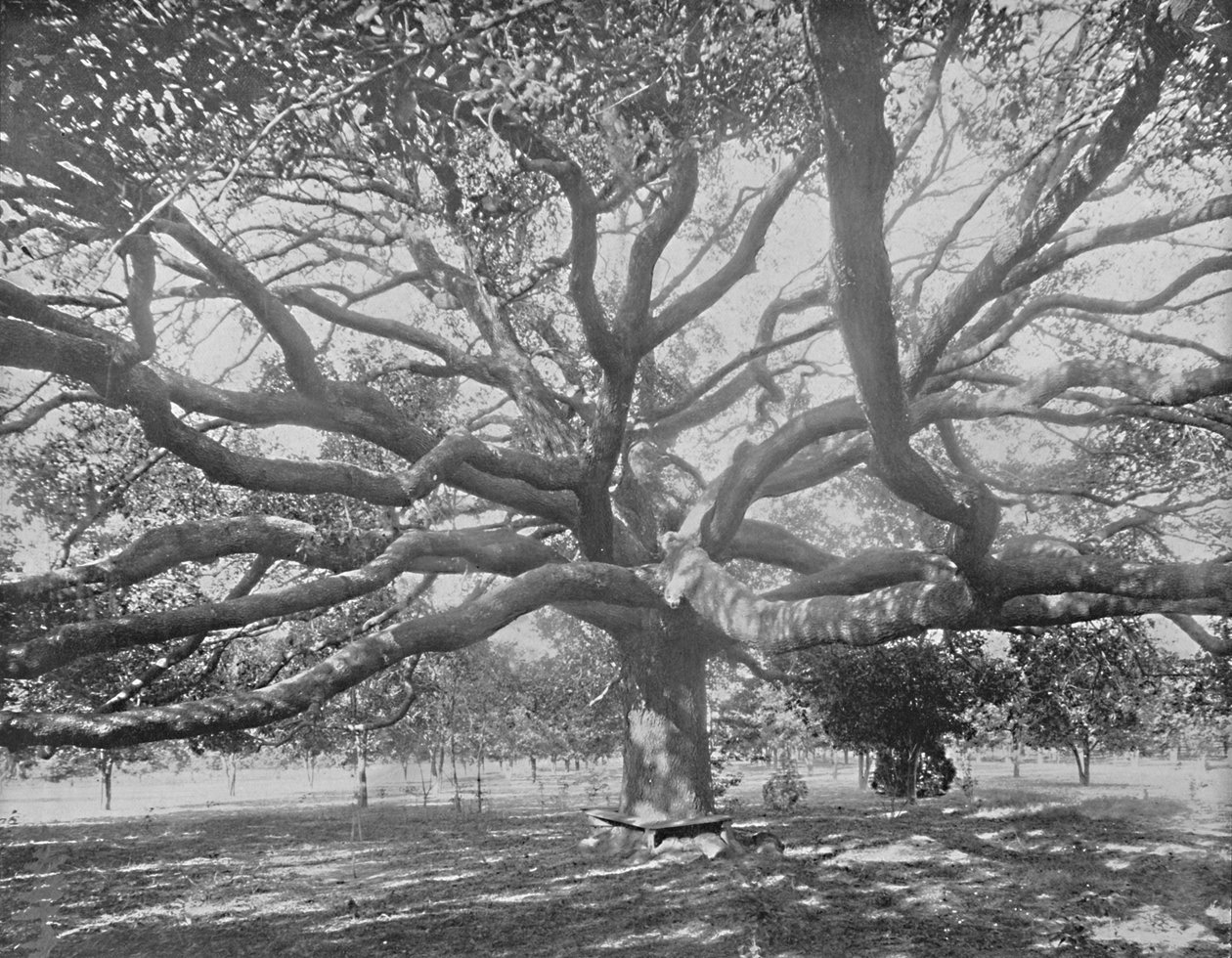Mammoth Live Oak, niedaleko Jacksonville na Florydzie, ok. 1897 r. autorstwa Unbekannt