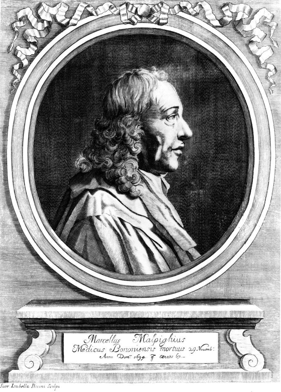 Marcello Malpighi, włoski pionier medycyny, ok. 1870 autorstwa Unbekannt