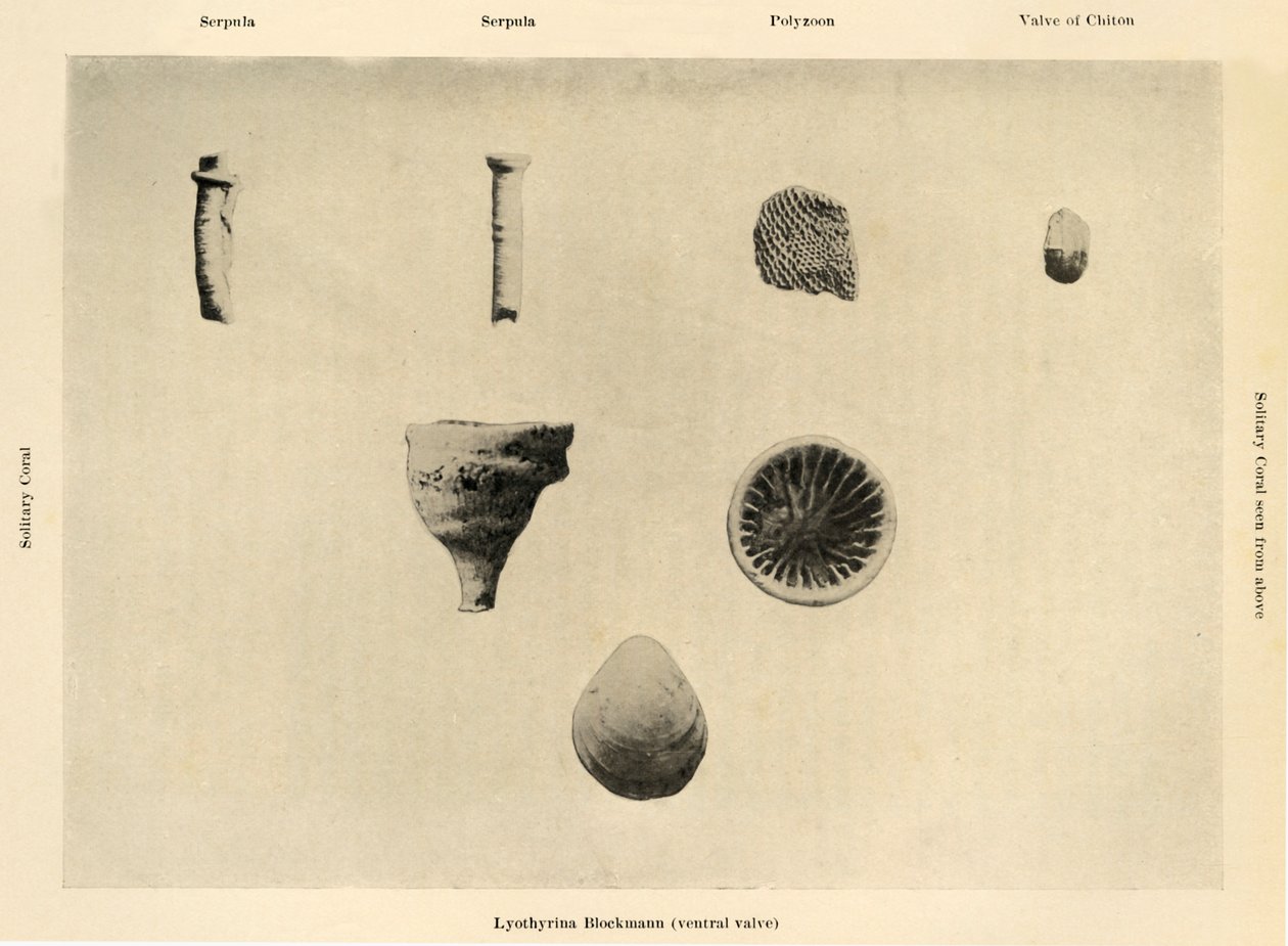 Organizmy morskie, powiększenie 1 12, c1908, 1909. autorstwa Unbekannt