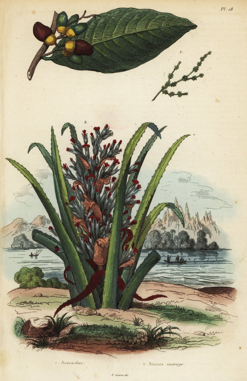 Znakowanie orzecha, Semecarpus anacardium 1 i owocu pingwina lub pinueli, Bromelia pinguin 2 autorstwa Unbekannt