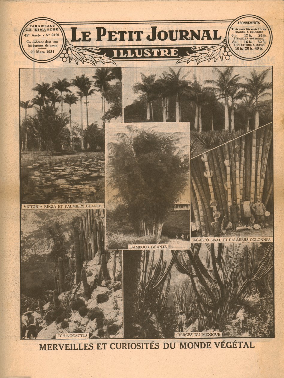 Cuda i ciekawostki świata roślin, 1931. autorstwa Unbekannt