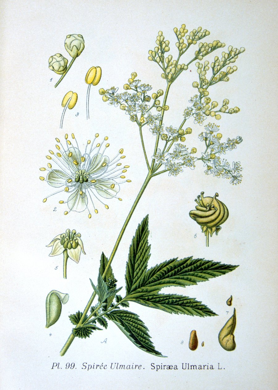 Słodycze, 1893 autorstwa Unbekannt