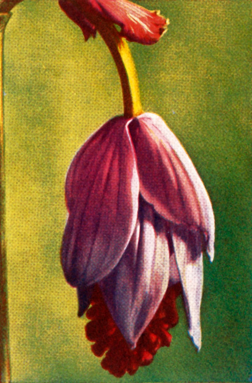 Medinilla, ok. 1928. autorstwa Unbekannt