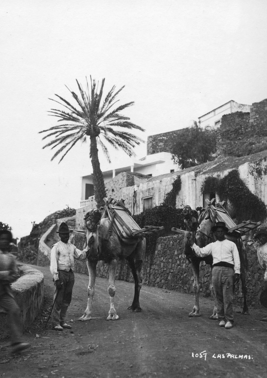 Mężczyźni z wielbłądami, Las Palmas, Gran Canaria, Wyspy Kanaryjskie, Hiszpania, lata 20.-30. autorstwa Unbekannt
