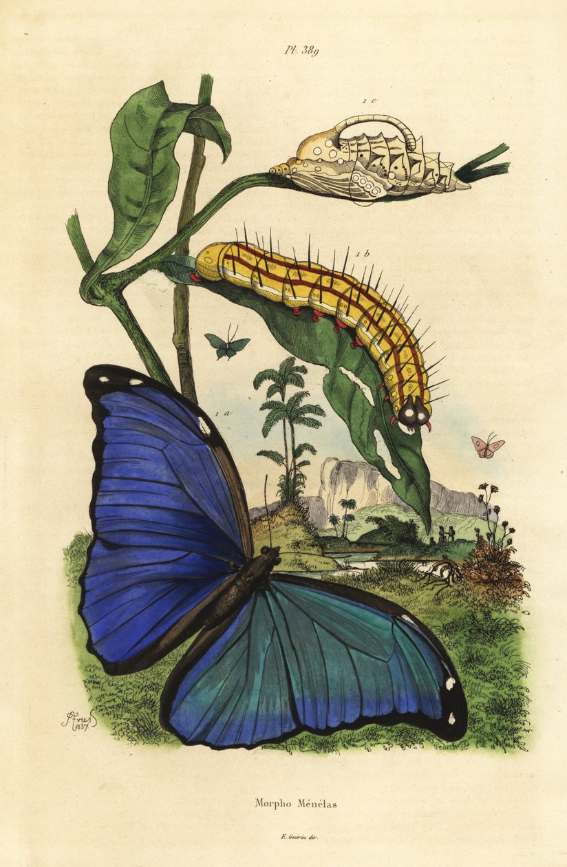 Menelaus blue morpho motyl, Morpho menelaus, gąsienica i poczwarka autorstwa Unbekannt