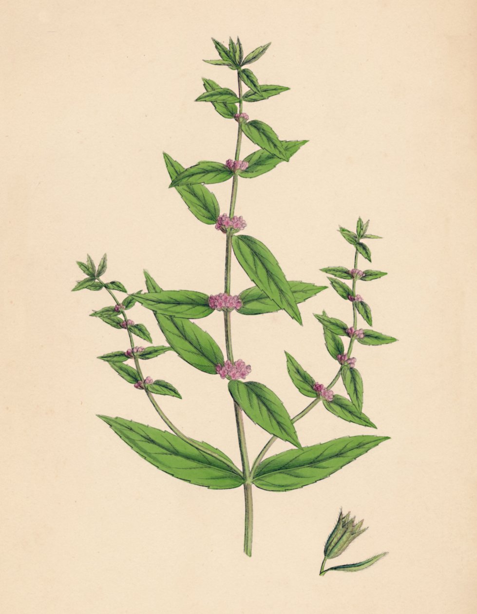 Mentha gracilis, var. prawdziwy. Smukła mięta, XIX w. autorstwa Unbekannt
