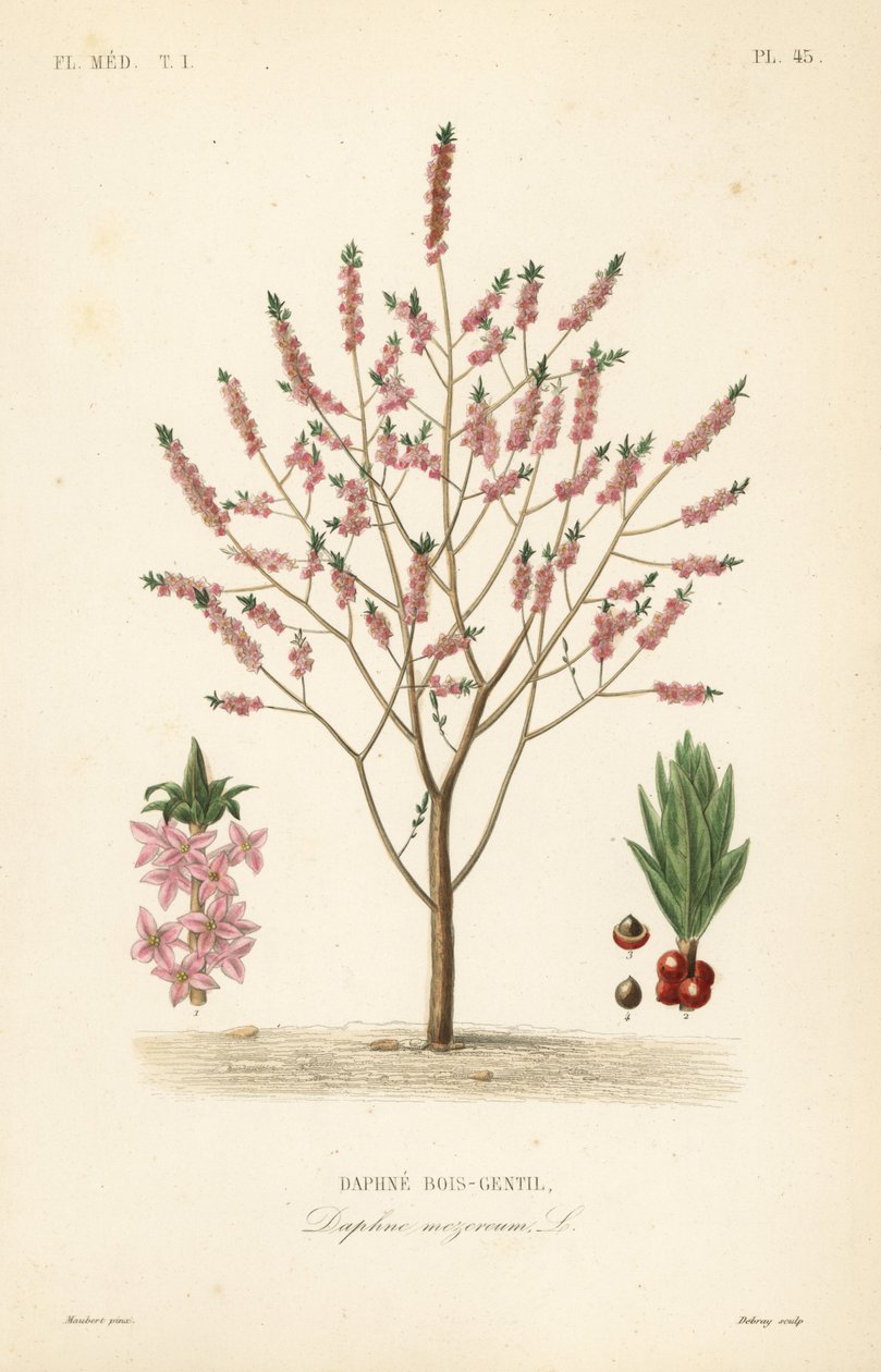 Mezereon lub wawrzyn wilczomlecza, Daphne mezereum, Daphne bois-gentil autorstwa Unbekannt