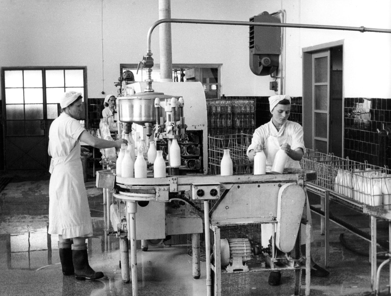 Produkcja mleka, Zagrzeb, Jugosławia, 1952 autorstwa Unbekannt