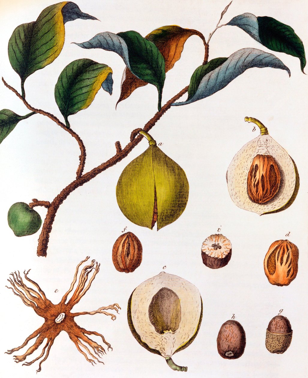 Zapachy Myristica - gałka muszkatołowa, c1798 autorstwa Unbekannt