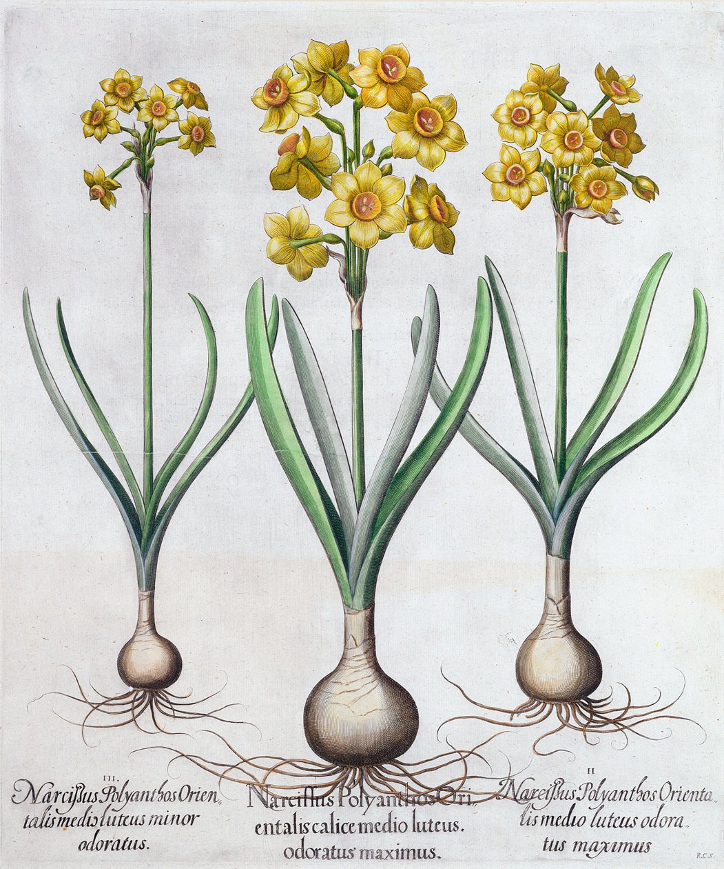 Narcyz, 1613 autorstwa Unbekannt