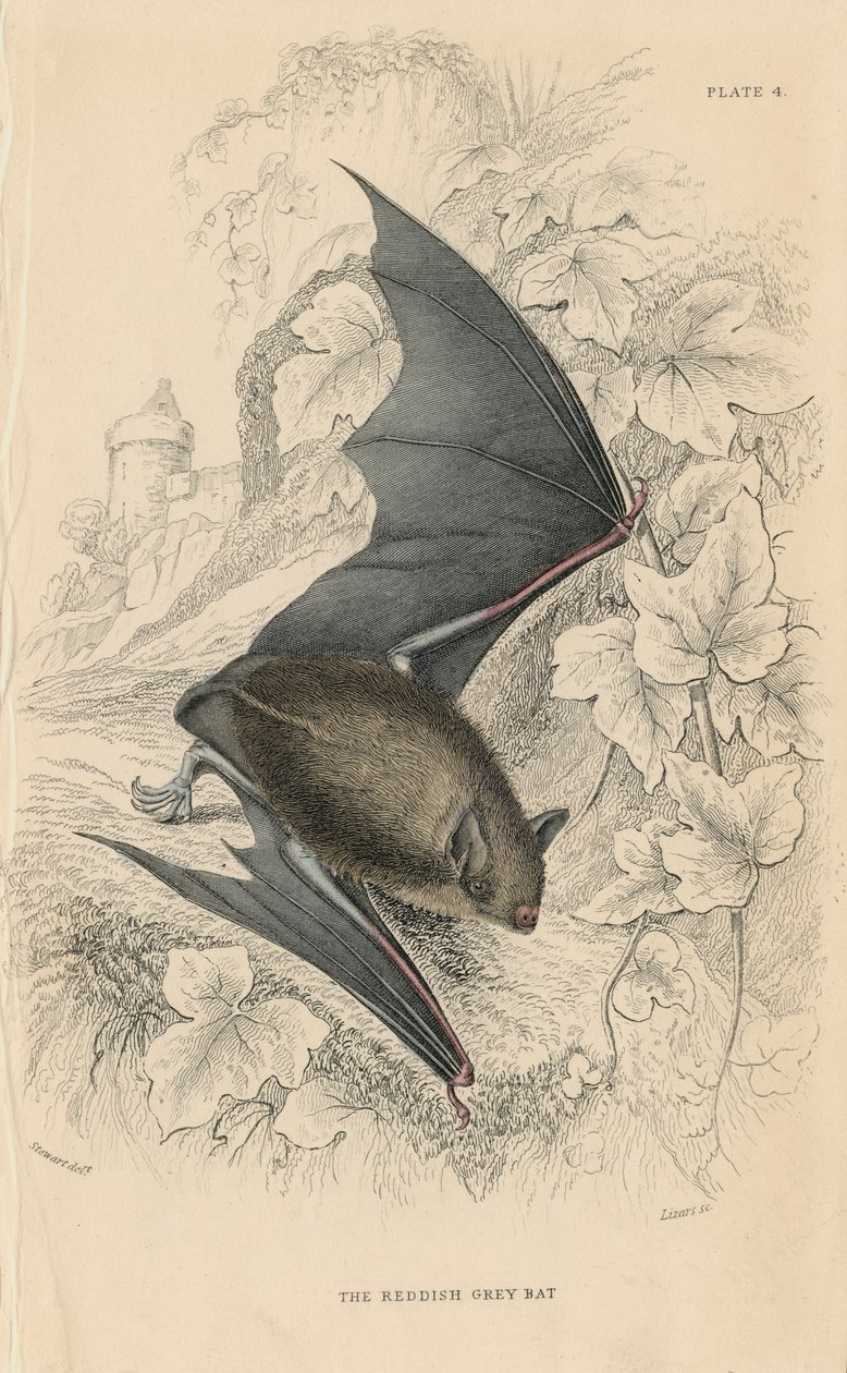 Nietoperz Natterers Myotis nattereri, 1828 autorstwa Unbekannt