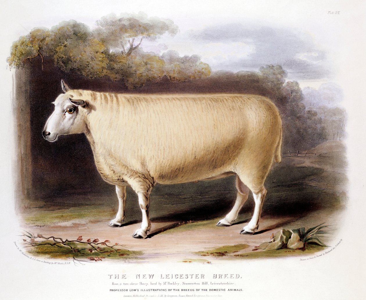 Nowy baran Leicester Dishley, 1842 autorstwa Unbekannt