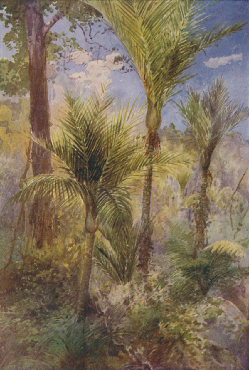 Las nowozelandzki, 1924 autorstwa Unbekannt