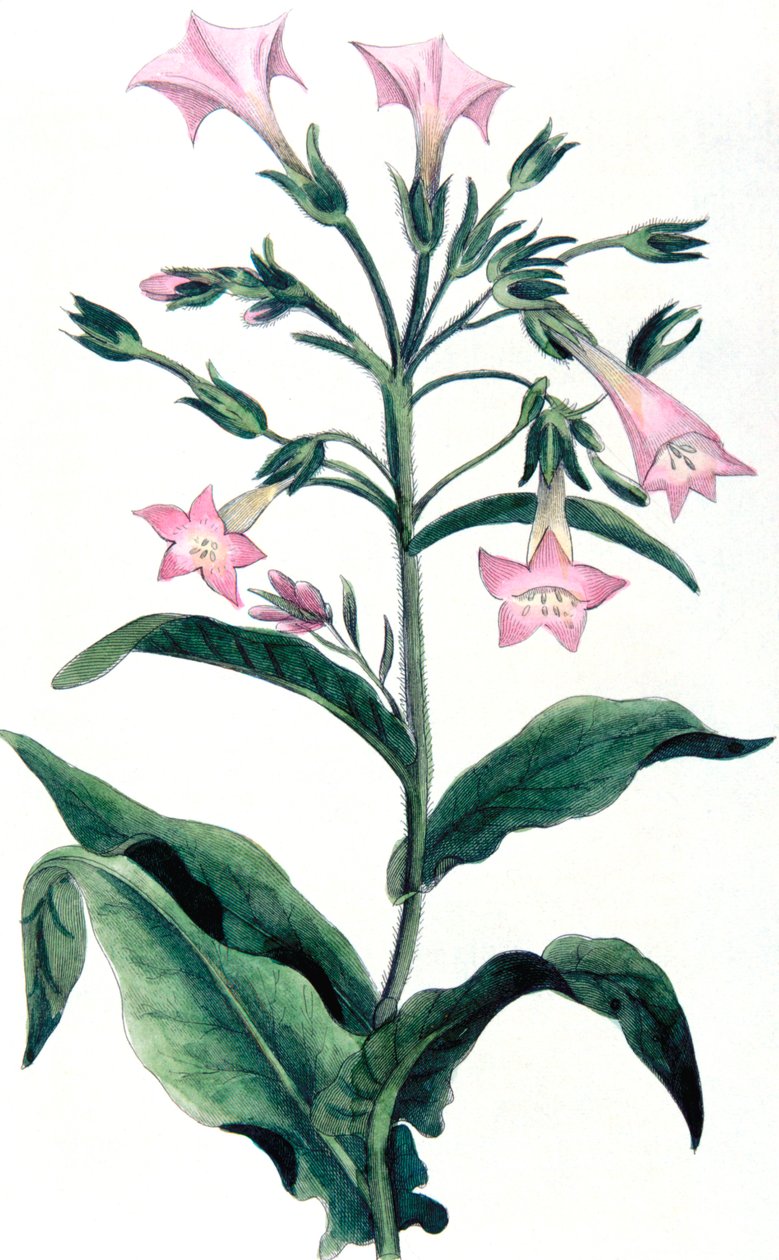 Nicotiana tabacum - tytoń, 1823 autorstwa Unbekannt
