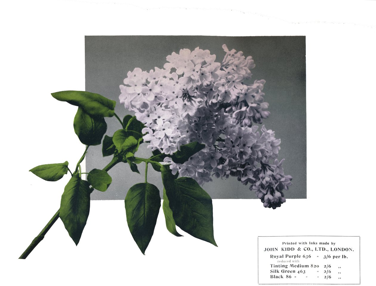 Brak tytułu — próbka John Kidd& Co. Ltd., 1910 r. autorstwa Unbekannt